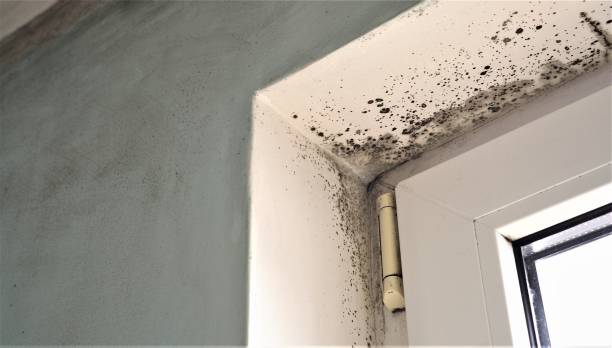  , CO Mold Removal Pros
