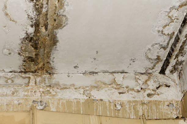 Best Basement Mold Removal  in , CO