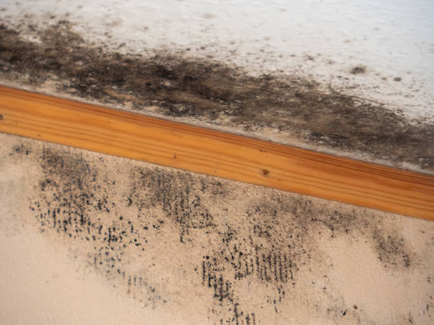 Best Airborne Mold Testing  in , CO