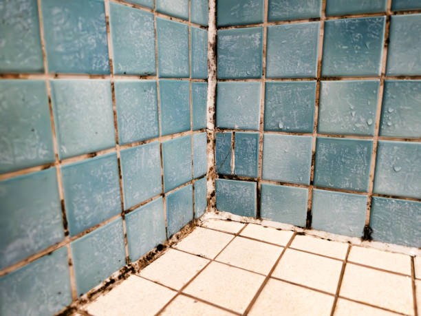 Best Environmental Consulting for Mold Prevention  in , CO