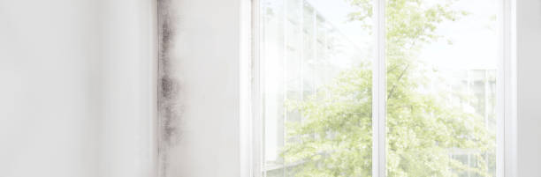 Best Mold Documentation for Insurance Claims  in , CO