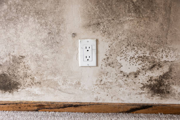 Best Mold Remediation for Healthcare Facilities  in , CO