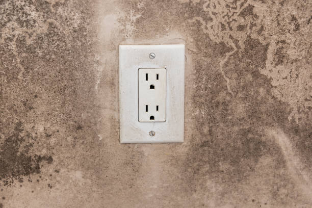 Best Biohazard Mold Removal  in , CO