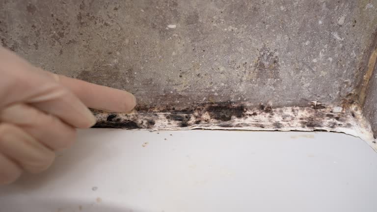 Best Crawl Space Mold Remediation  in , CO