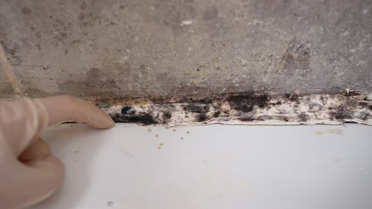 Best Mold Damage Restoration  in , CO