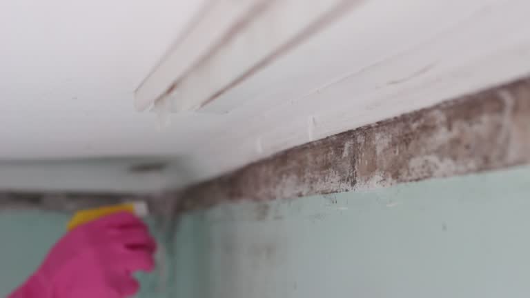 Best Industrial Mold Remediation  in , CO