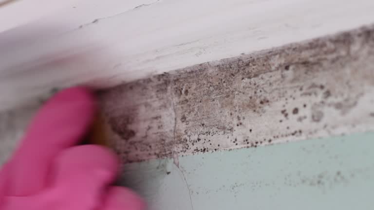 Best Asbestos and Lead Testing During Mold Inspection  in , CO